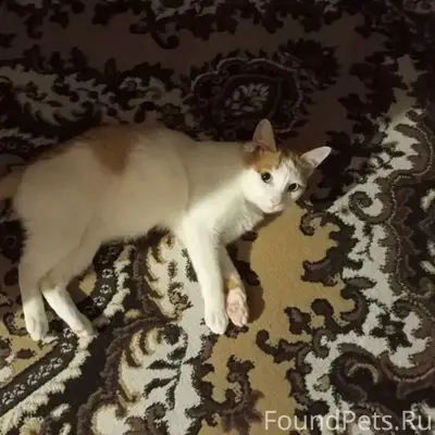 Пропал кот Кузьма, Кемля