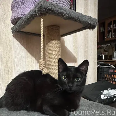 Пропал кот Соболь, район ул. Астана Кесаева