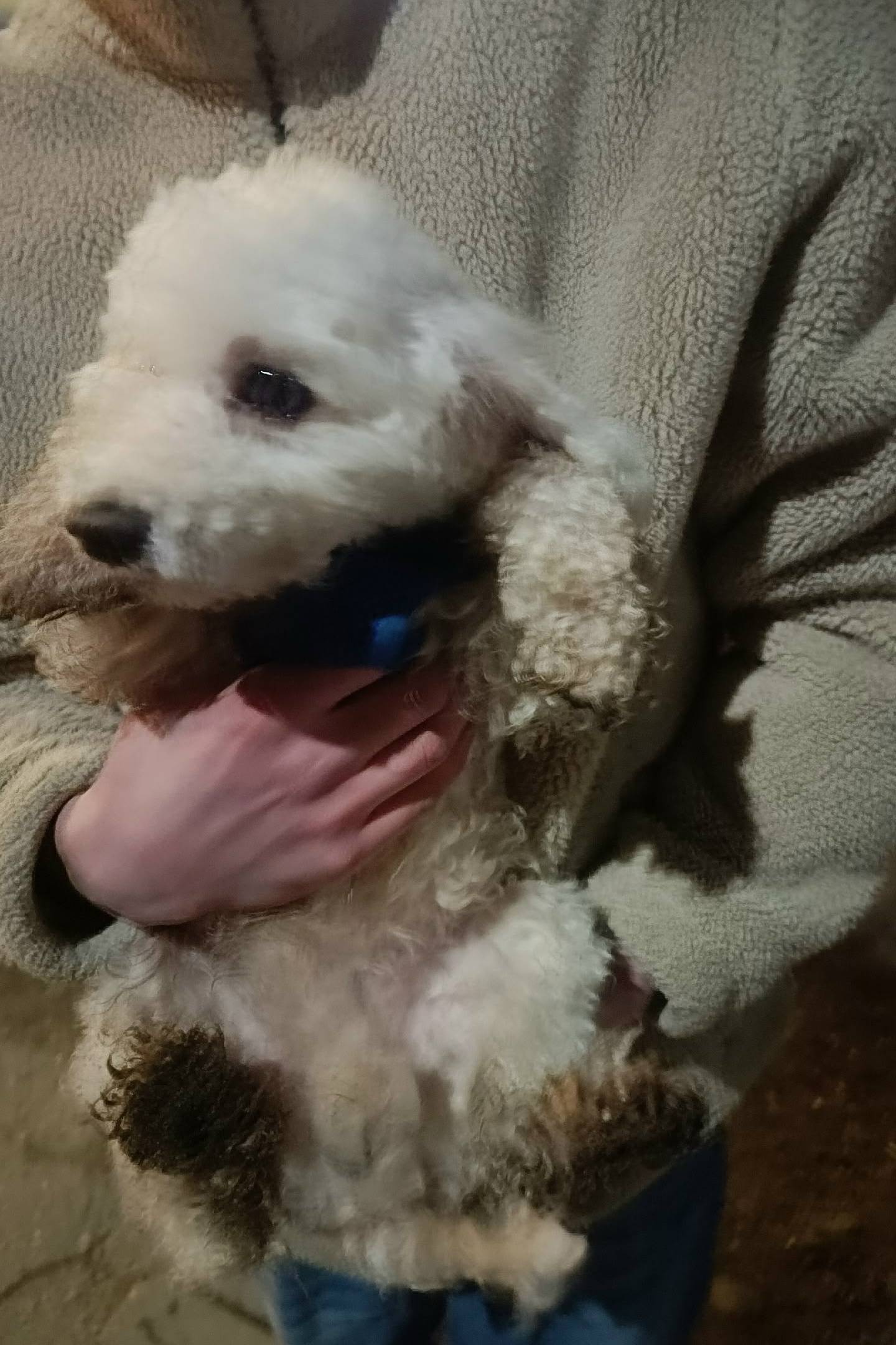 Найден тип собака, около монастыря