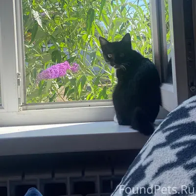 Пропала кошка, Затверечье, ул. Шишкова