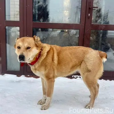 Пропала собака Лана, центр города