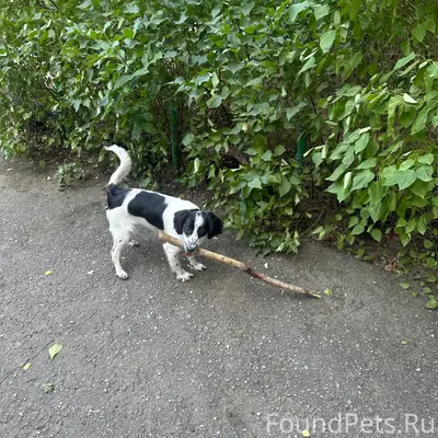 Пропал пёс, 8-ой мкрн