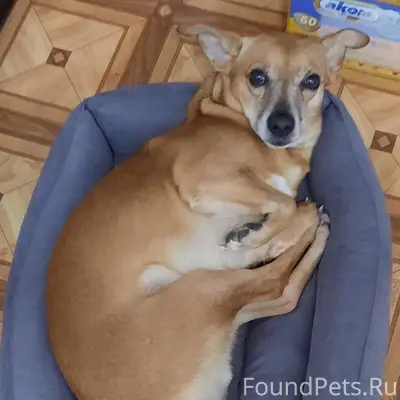 Пропала собака