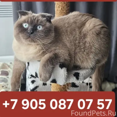 Пропал кот Честер