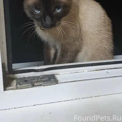 Пропал кот Симба, улица Доватора