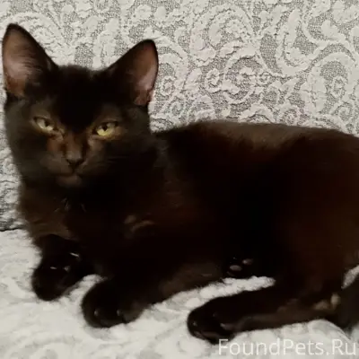 Пропал котёнок, ул. Чапаева