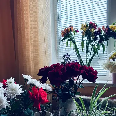 Пропала кошка Киса