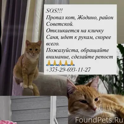 Пропал кот, Жодино