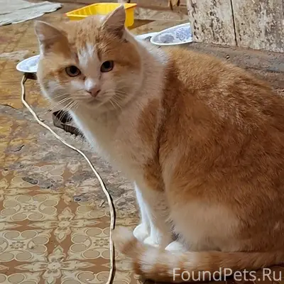 Пропал кот Рыжик, дер. Денисовы