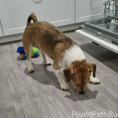 Найден щенок, Бугры