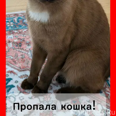 Пропала кошка Мия, Якиманская слобода