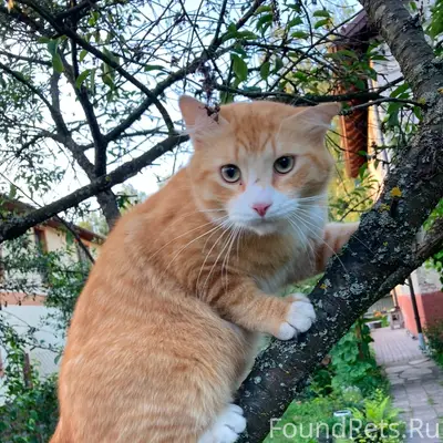 Пропал кот Симба, ул. Лужская
