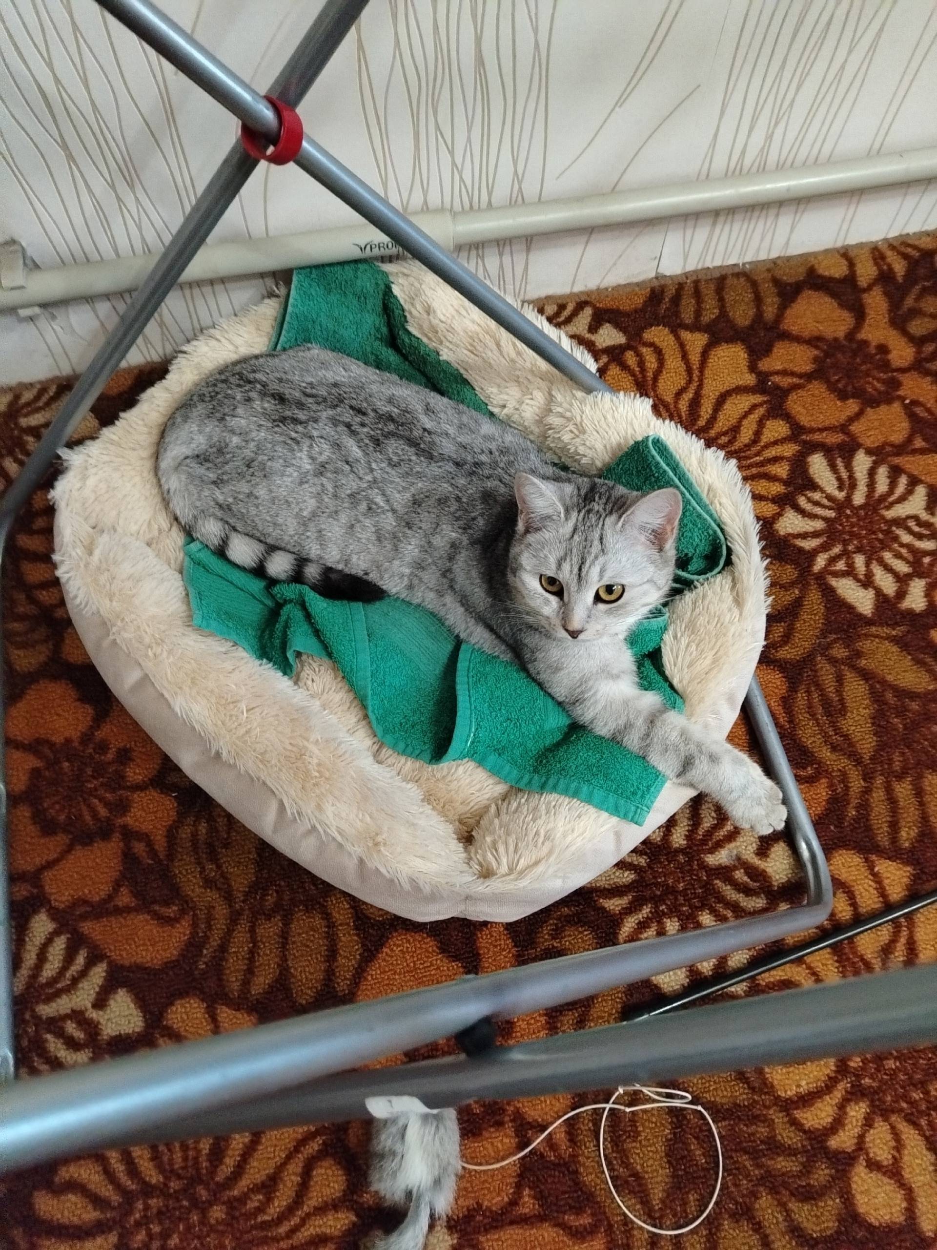 Пропали кошки, улица Корчагина