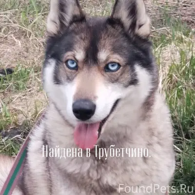 Найден тип неизвестен, без клички