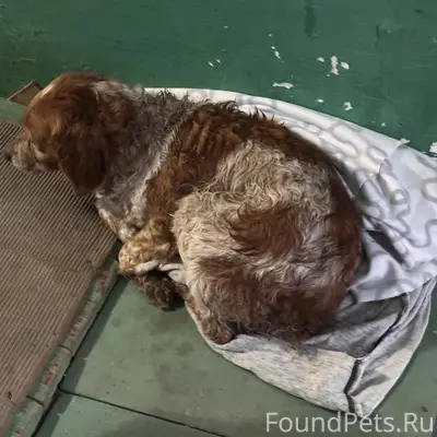 Найдена рыжая собака