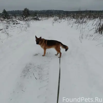 Пропала собака