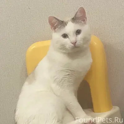 Пропал кот, переулок Южный