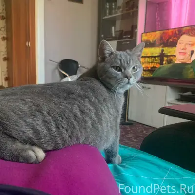 Пропал кот Финик, ул. Комсомольская