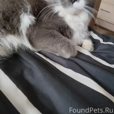 Найдена кошка, голубая с белым, ул. Маркова