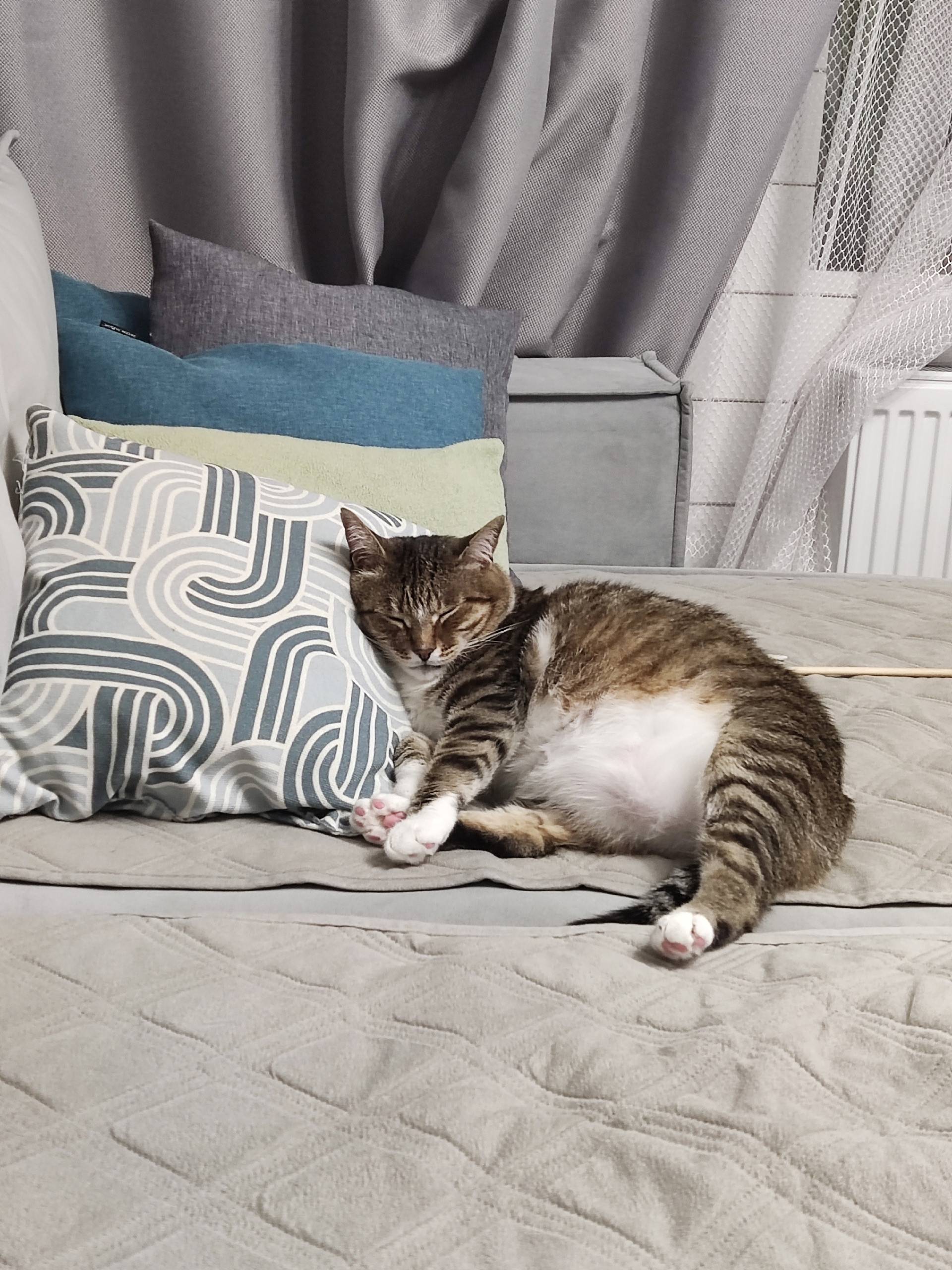 Пропал кот, улица Кленовая