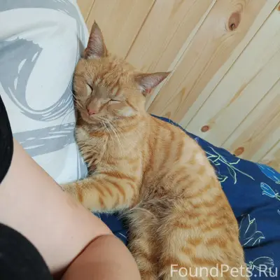 Пропал кот Лео, дача