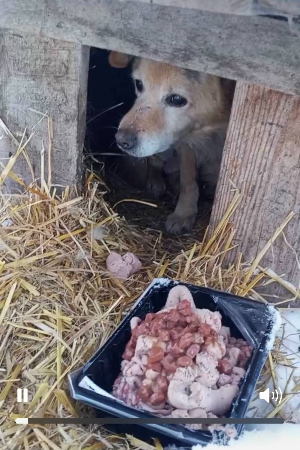 Пропал небольшой пес, между с. Новая жизнь и с. Надеждино