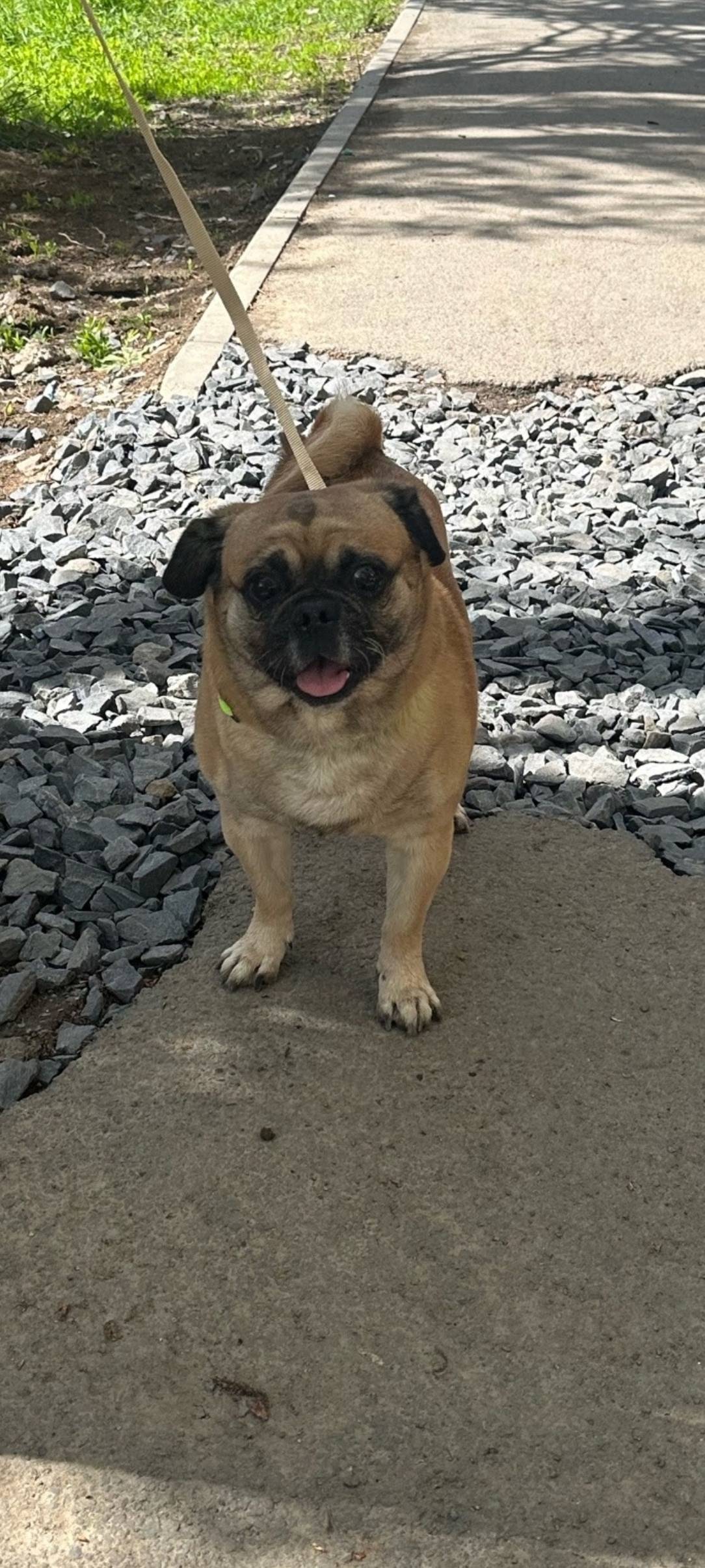 Пропала собака, 