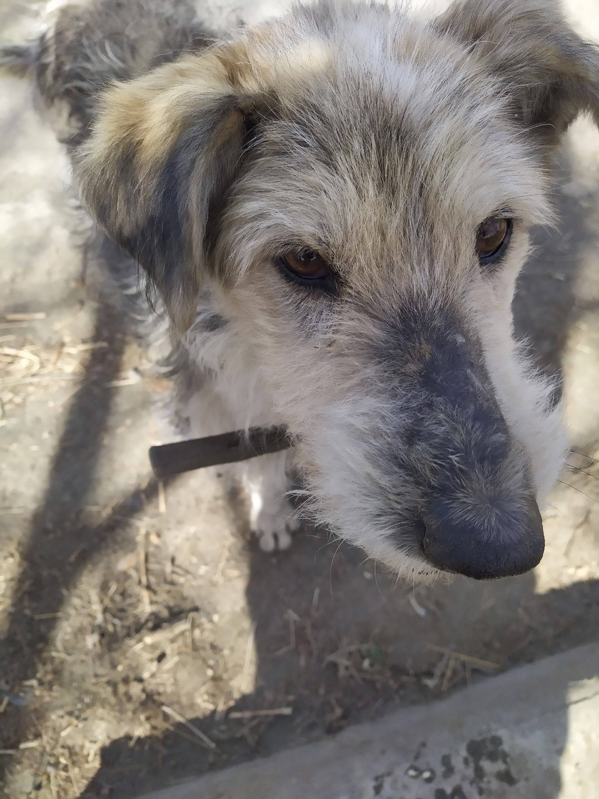 Пропал старый пёс, ошейник с цепью