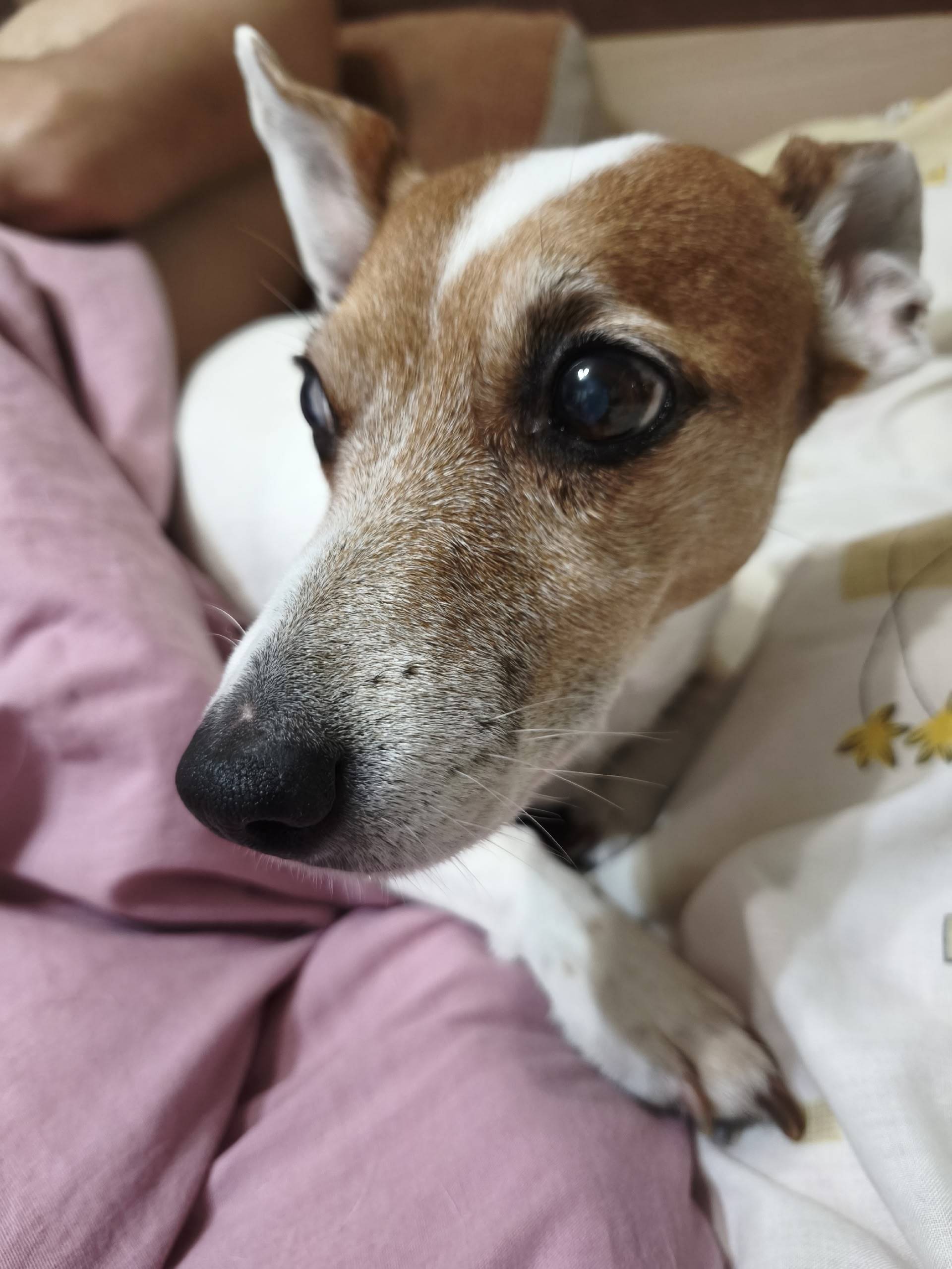 Пропала Джек Рассел Мая, район Красного Рая