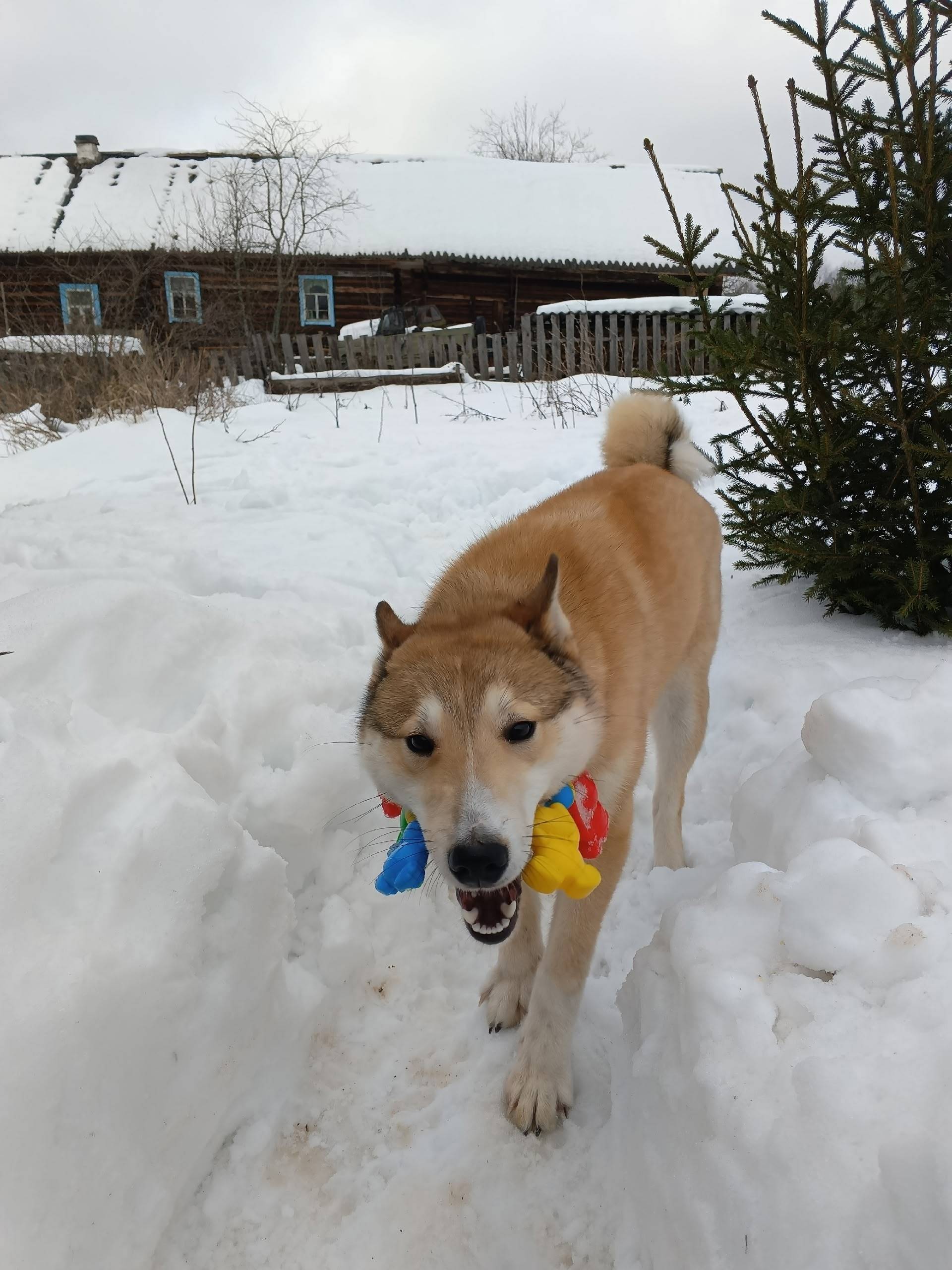 Пропал Рич, деревня Баимово