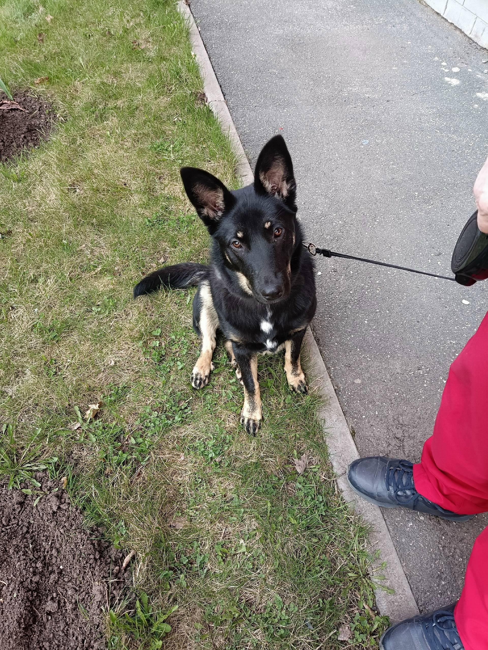 Найден метис овчарки, жк Велит