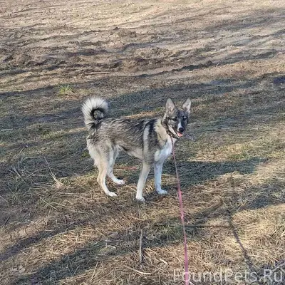 Пропала дворняжка Джесси, Полоцк