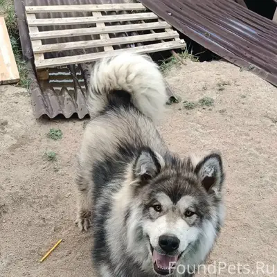 Пропал пёс, нижний саянтуй