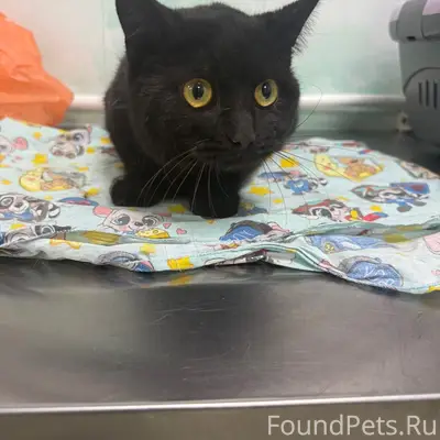 Найден кот, район ул. Заводская