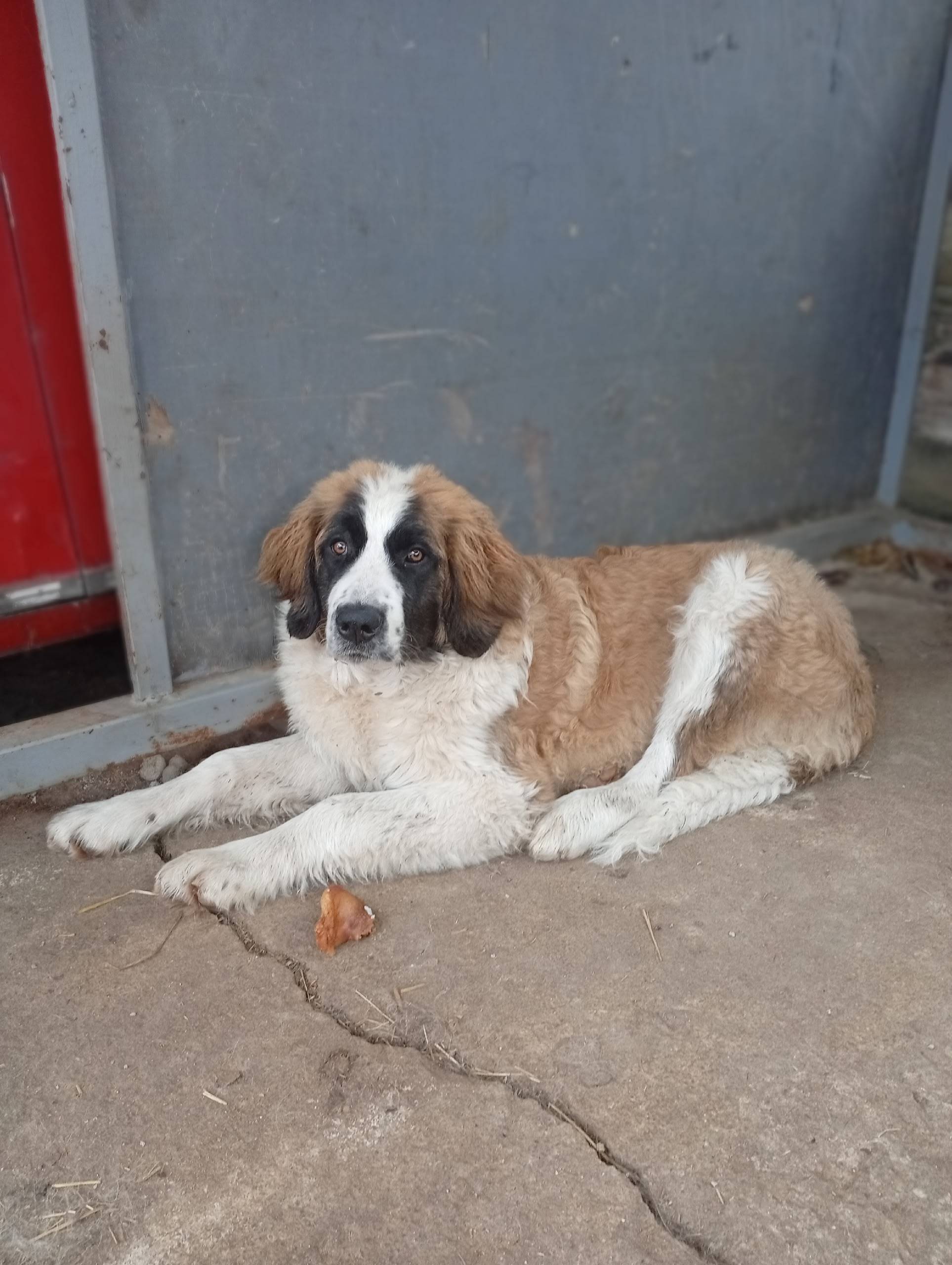 Пропала собака