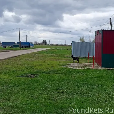 Найденна собака, Грязные