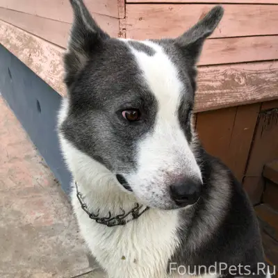 Пропал кобель Грей, Сормовский район