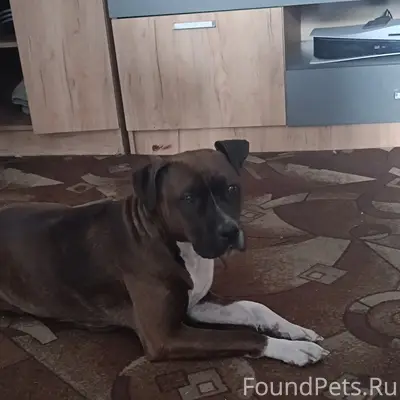 Пропала девочка амстафф Бэлла, Фёдоровка