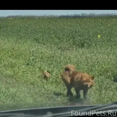 Пропала собака, поворот на Сады 6