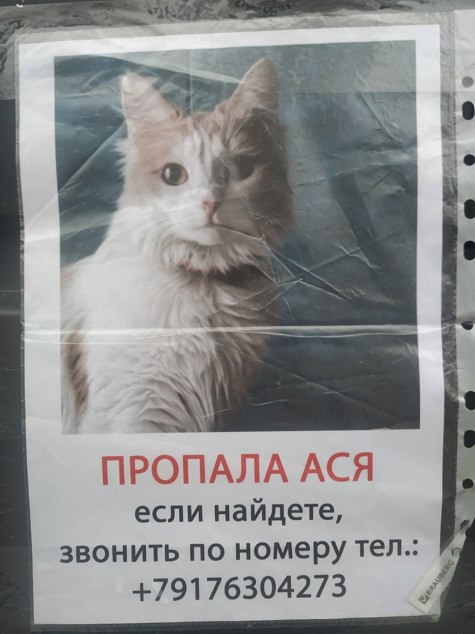 Пропала кошка Ася, улица Федерации