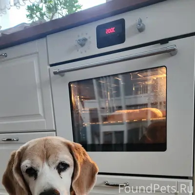 Пропала Бигль, помогите найти