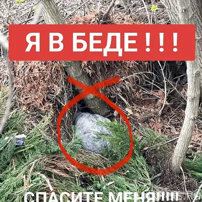 Найдена кошка, Семилукский район