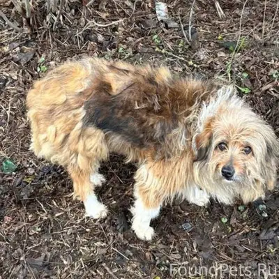 Найден метис, Мамонтовка (Пушкино мо)