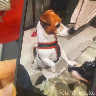 Найден тип собака, [место] Турку 24