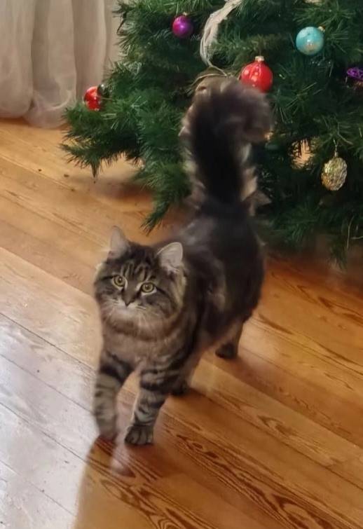 Пропал кот, Болшево, 2-й Гражданский переулок