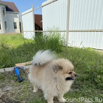 Пропал кобель, район 3 школы по улице Пушкина