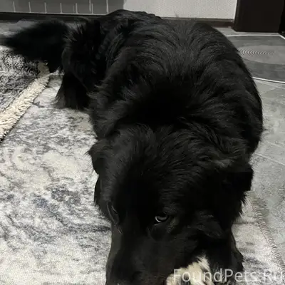 Найдена собака 