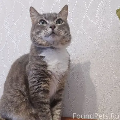 Пропала кошка Алиса, район Толстого 7