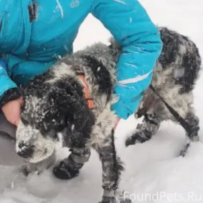 Пропал русский спаниель Семён, д. Сумино