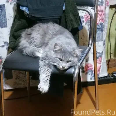 Пропал кот Дыма, район Крестовского Шоссе